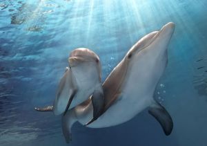 1410381680000-AP_FILM_REVIEW-DOLPHIN_TALE_2_67119068