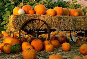pumpkinpatch