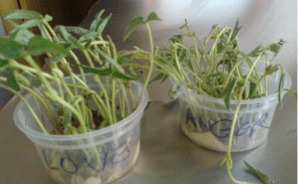 plant-thought-experiment-love-511x315