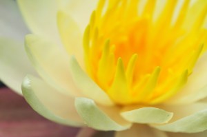 soft focus water lily macro