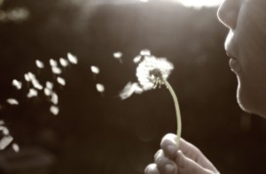spp-dandelion-wishes1