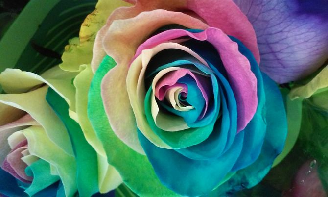 670px-User-Completed-Image-Make-a-Rainbow-Rose-2015.11.30-17.22.47.0