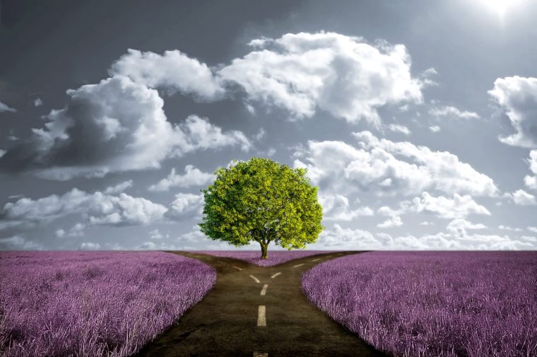 crossroad-path-in-lavender-meadow1